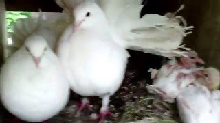 fantail baby,  птенцы белого голубя-павлина