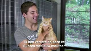 6 tips over de aanschaf van een kat
