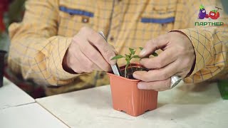 Как вырастить рассаду перца. Часть 2.