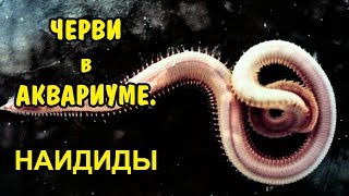 ЧЕРВИ В АКВАРИУМЕ. НАИДИДЫ . ВОДЯНЫЕ ЗМЕЙКИ. AQUARIUM WORM. Naididae