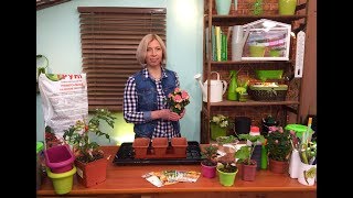 Как применять Эпин и Циркон? Посев перца, лука-порея, сельдерея.