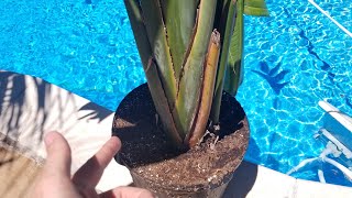 Bird of Paradise Repot || Potting Soil Chat || Plant Chat Weekly Vlog