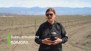 ნუშის ბაღის გაშენება - Kalo.ge
