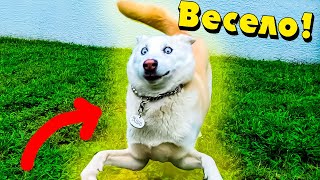 ДЕРЖИТЕ свои животики - На связи смешные КОТИКИ????Подборка приколов с животными собаками и котами 2020