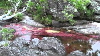 Cano Cristales La Macarena Colombia 2010