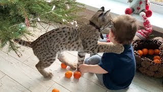 РЫСЕНОК РУФИ НЕ ПОНЯЛ ИГР МАЛЫША / Миса знакомится с Алисой