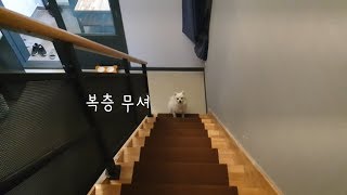 15만원짜리 애견펜션 퀄리티 - 강아지랑 양평 여행