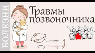 Травмы позвоночника у собак и кошек