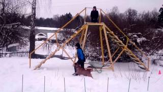 Тестирование кадебо на пригодность к Канистерапии