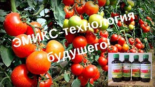 Эмикс-технология – технология будущего!  ГуматЭМ– защита растений, высокие урожаи.