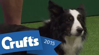 Agility - International Invitation - Large Finals | Crufts 2015