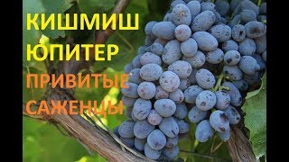 Виноград  Юпитер Кишмиш (grapes kishmish Jupiter (USA)