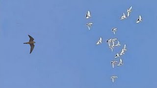 Сокол Сапсан поймал моего голубя! Falcon Pelegrinus caught a young pigeon!