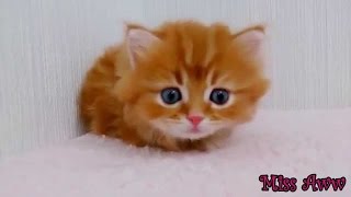 Morsomme Dyr Videoer For Barn Søt Kattunge Morsomme Kattevideoer På Youtube Morsomme Dyr Videoer