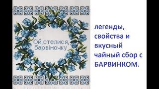 118. БАРВИНОК, мой чайный сбор с ним.