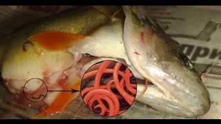 Шокирующие последствия рыбалки в Рогожкино или окуни с сюрпризом! Worms in fish. Nematodes in fish
