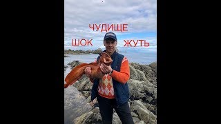 Как ловят СОБАКУ МОРСКУЮ в МАГАДАНЕ! Дальневосточная ЗУБАТКА. ЖУТЬ КАКАЯ!