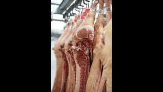 Стоит ли откармливать свинью до 300 дней?! Правильный забой в ... кг