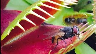 VENUS FLYTRAP JAWS OF DOOM!!     2016 compilation