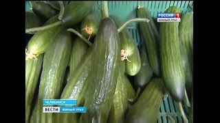 Овощи местного производства в Челябинске
