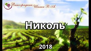 Николь урожая 2018 года