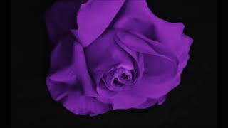 Rose viola- Ghemon (acoustic cover)