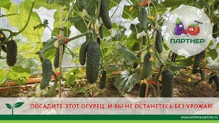 ПОСАДИТЕ ЭТОТ ОГУРЕЦ, И ВЫ НЕ ОСТАНЕТЕСЬ БЕЗ УРОЖАЯ!!!