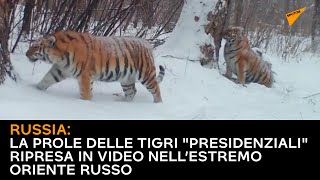 Russia: la prole delle tigri "presidenziali" ripresa in video nell’Estremo Oriente russo