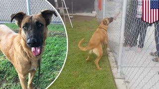 Zuzu the dog: lost German shepherd at shelter sees her family but they ask for a new dog - TomoNews