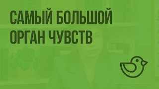 Самый большой орган чувств. Видеоурок по окружающему миру 4  класс