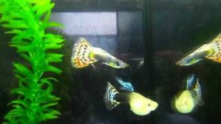 2° Tappa Campionato Italiano Guppy Show - Guizzi di Colore - Prima Parte