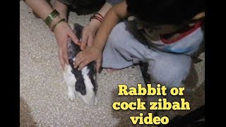 Rabbit or murga ek sth zibah video by Anaya