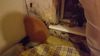 Грибы в Кощино Зимой в -20! За что мы платим?