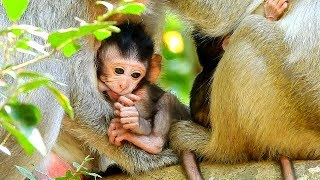 Cute baby monkey Julina is breastfeeding, its full of warmth