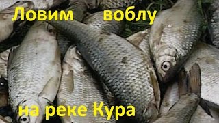 Диалоги о рыбалке -143 - Река Кура,  ловля воблы.