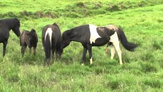 The mare Kara meets the stallion Jón and gets covered right away