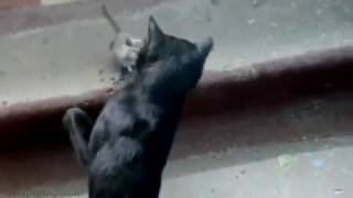 You shall not pass! (Ты не пройдешь!)