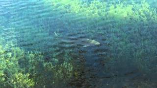 Rainbow Trout Cruising, Mount Falcon Lake