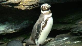 Oceanário de LIsboa Portugal