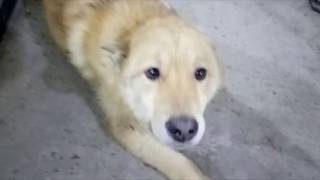 фронтальный погрузчик , шевелим стрелой