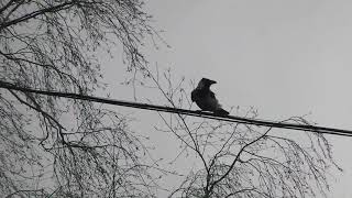 Crow hunting Кроухантинг. Предпасхальная раздача куличей!!!
