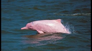 12 Recently Discovered Species That Will Blow Your Mind