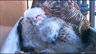 Tigris and Teegra Great Horned Owlets UpClose  on 03 12 2013