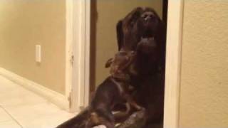 Gross! How to keep a Mastiff from drooling. (Buy a Chihuahua)