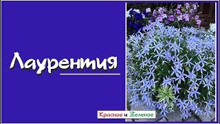 Лаурентия. Вы влюбитесь в эту нежность! Невероятный однолетник для кашпо