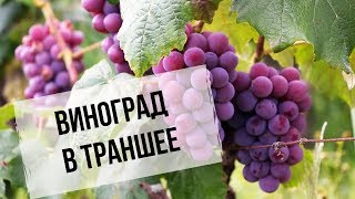 Виноград в траншее | Преимущества для Сибири | Как сделать траншею