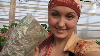 Получили посылку "спящей" рассады земляники весной. Что дальше?Способ 1.