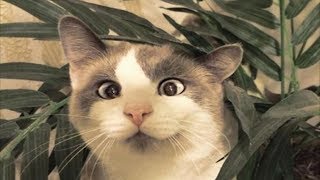 САМЫЕ МИЛЫЕ И СМЕШНЫЕ ЖИВОТНЫЕ! ПРИКОЛЫ 2019