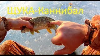 ЩУКА КАННИБАЛ. Открытие сезона 2019 по щуке. Ловля щуки на жерлицы.  Жерлицы на щуку / Щука зимой