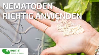 Nematoden (Fadenwürmer) richtig anwenden